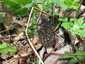 Hegyes kucsmagomba (Morchella deliciosa), Pilis